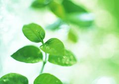 ����ͥ���