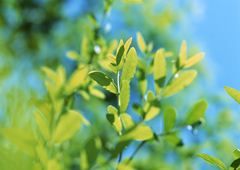 ����ͥ���