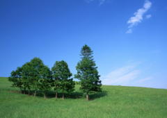 ����ͥ���