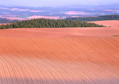 ����ͥ���