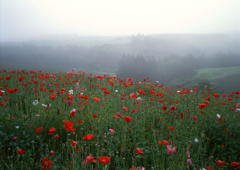 �˥塼��������ե��᡼�����Ҳ����