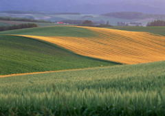 �˥塼��������ե��᡼�����Ҳ����